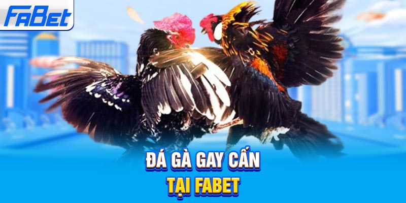 Đá gà gay cấn tại Fabet